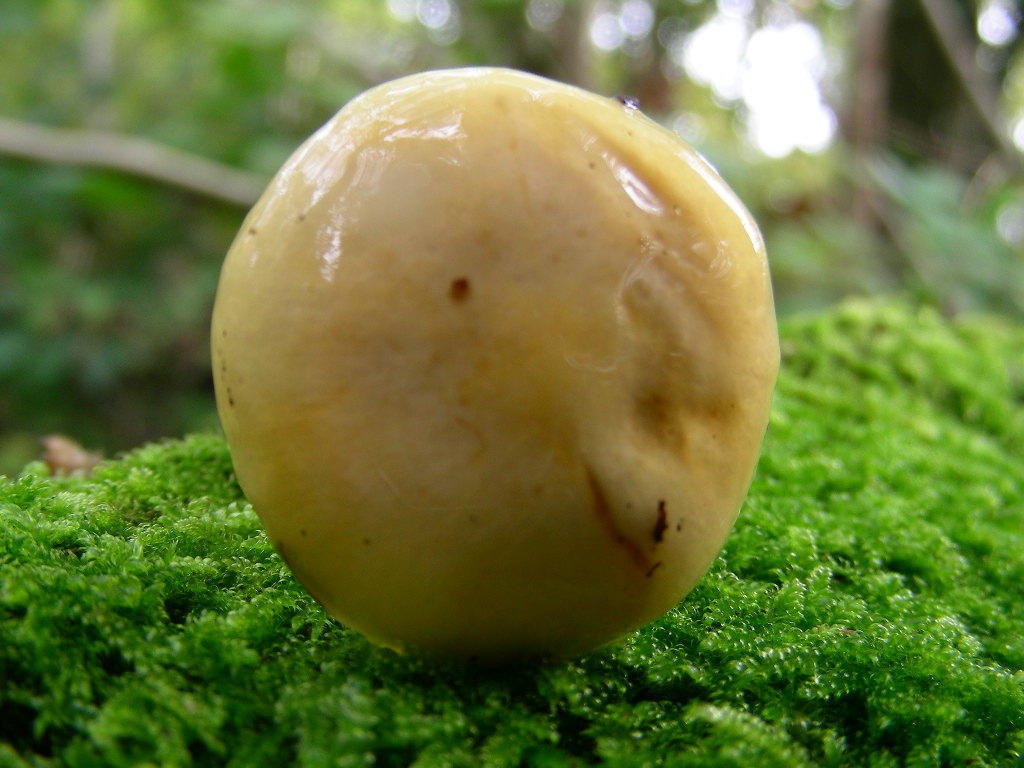 Mi sembra ...(mini quiz.)